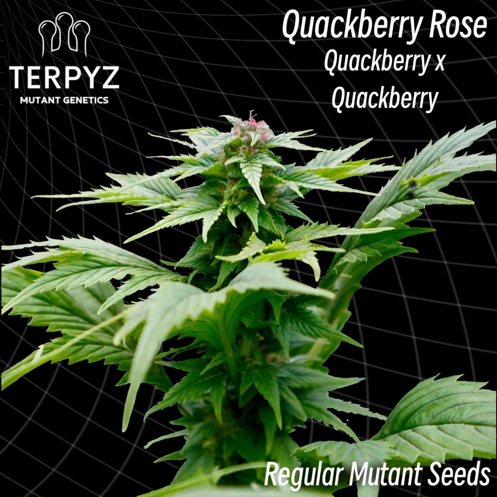 An image of Quackberry Rose