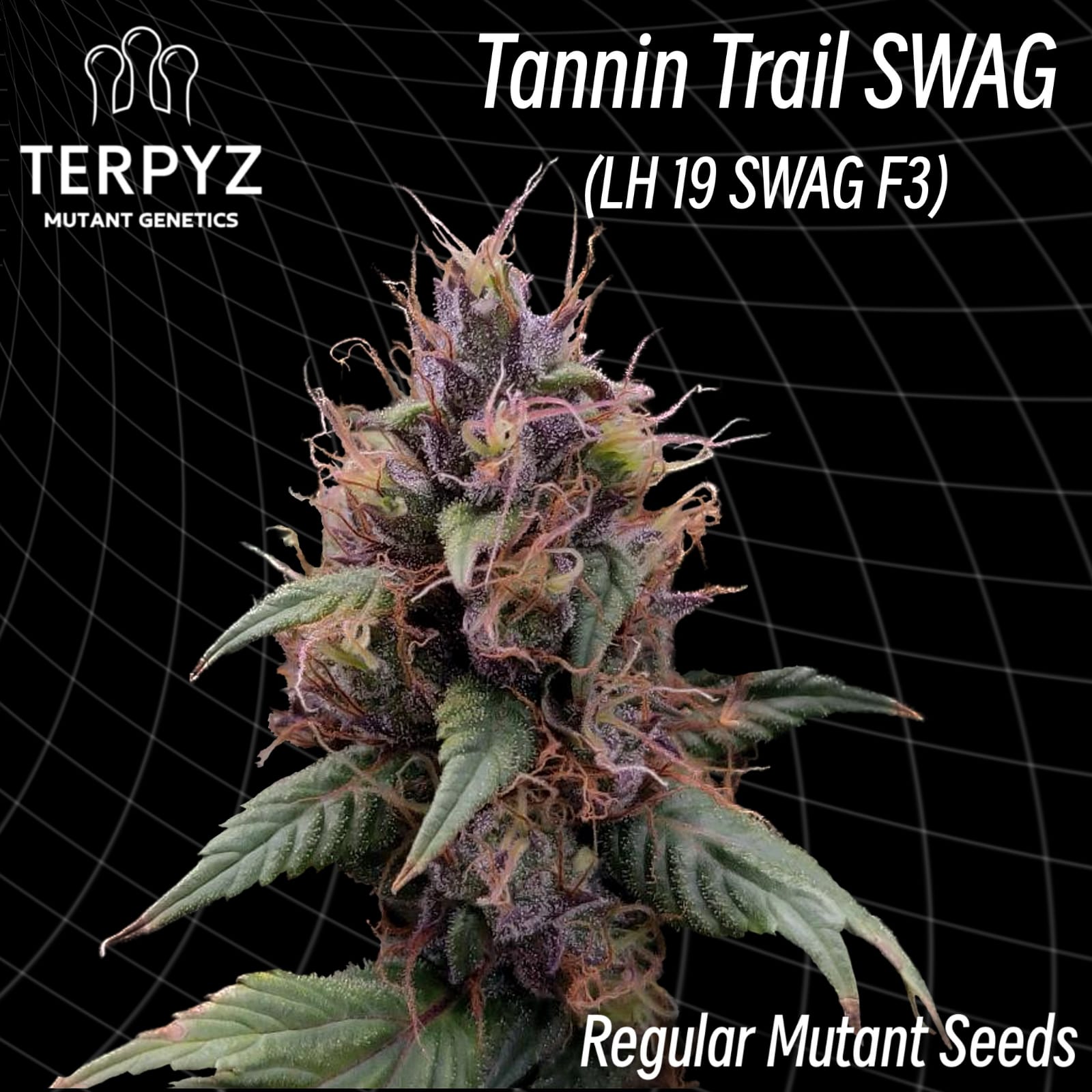 An image of Tannin Trail SWAG