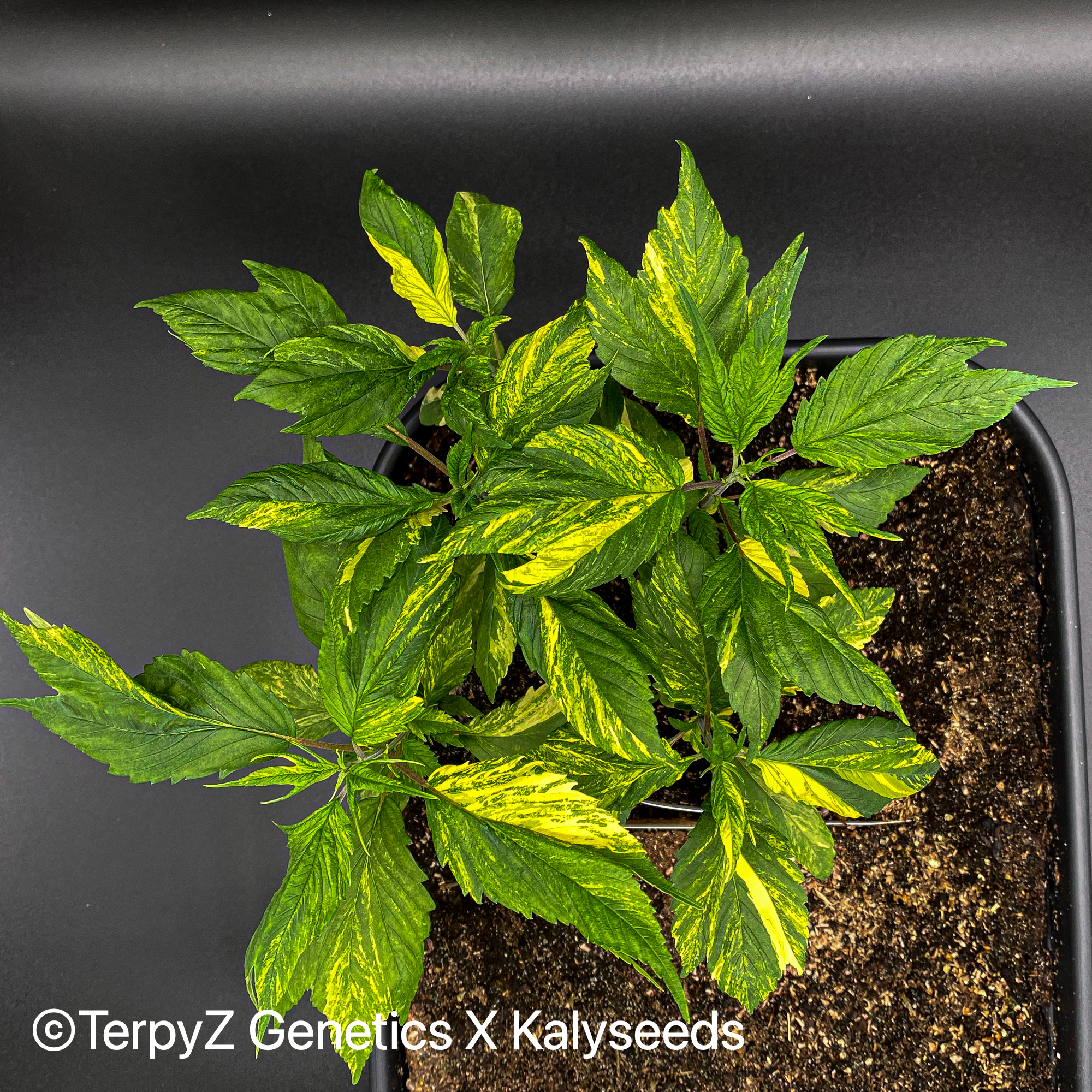 新作ウエア Tiger V9 (Violetta KalySeeds X (TerpyZ variegata) SWAG アイドル