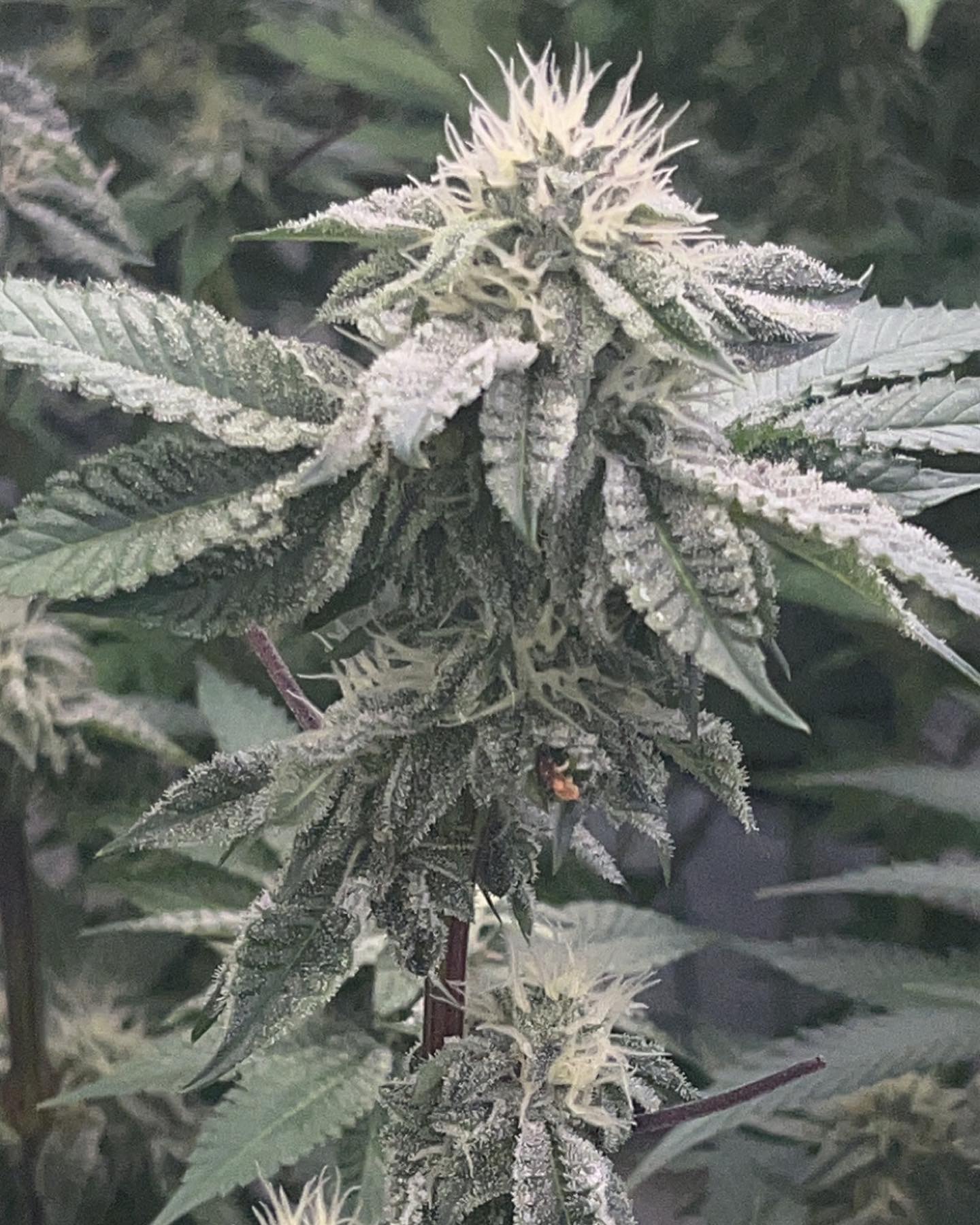 An image of Cherry Crumble