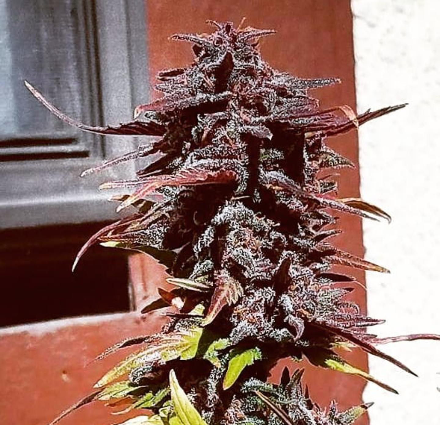 An image of BakedGoodz