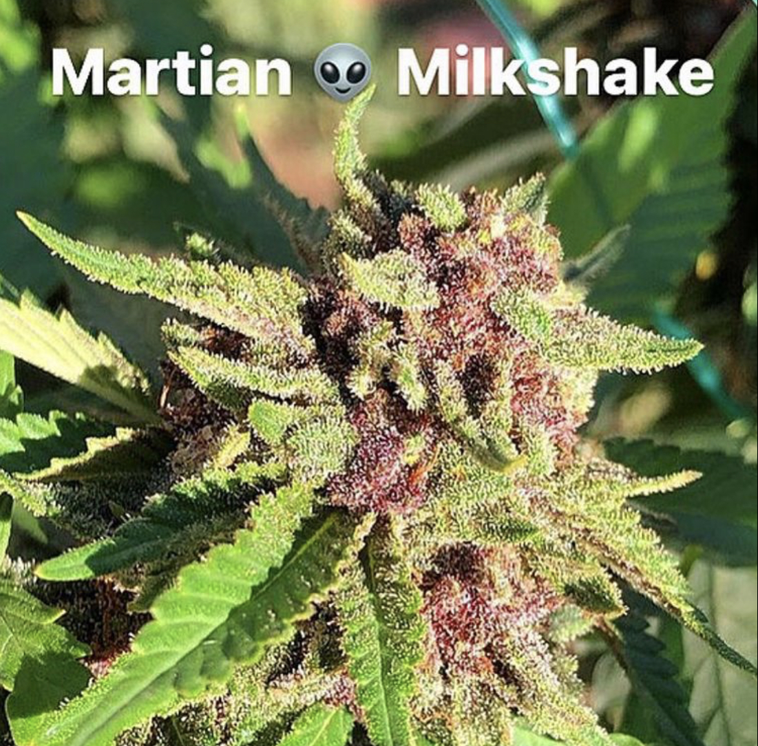 An image of Martian Milkshake V2