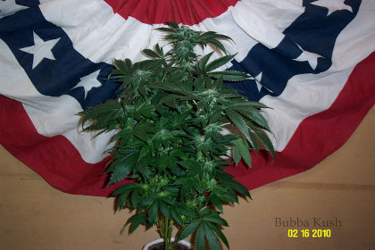 An image of Bubba Kush x Aloha WW