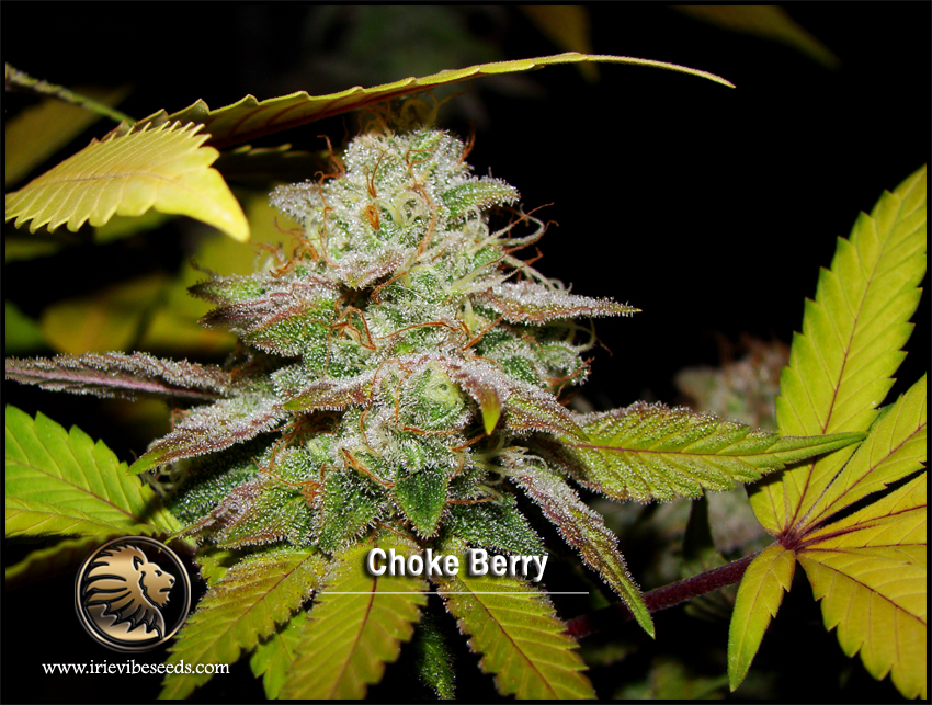 An image of Choke Berry