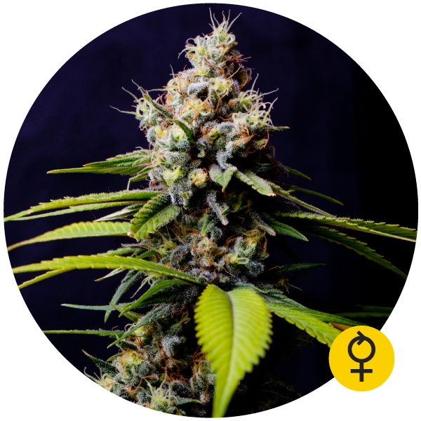 An image of Auto Blueberry 420