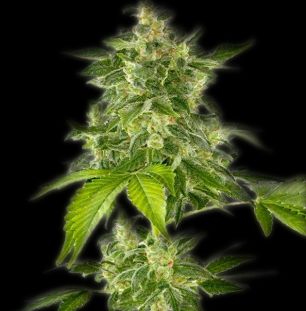 An image of Autoflower Haze