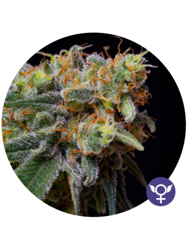 An image of Caramelicious