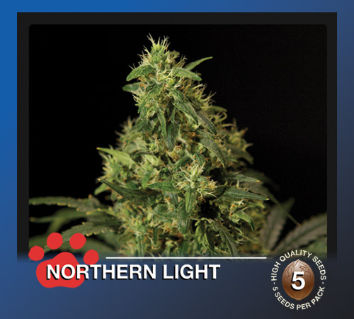 An image of Northern Light