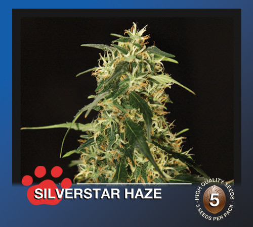 An image of Silverstar Haze