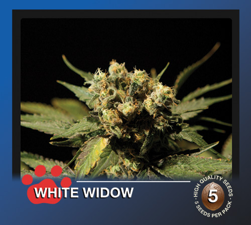 An image of White Widow