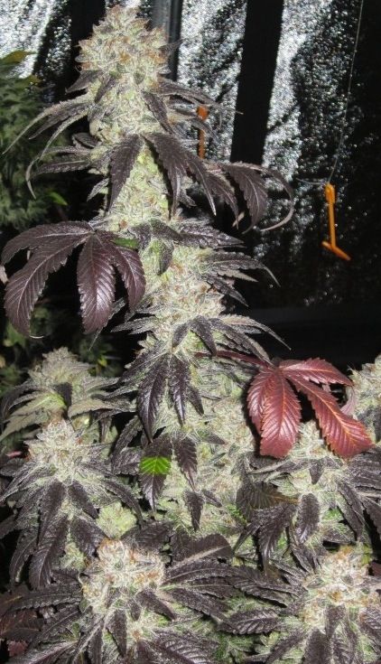 An image of Black Kush