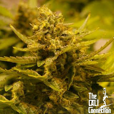 An image of CBD OG