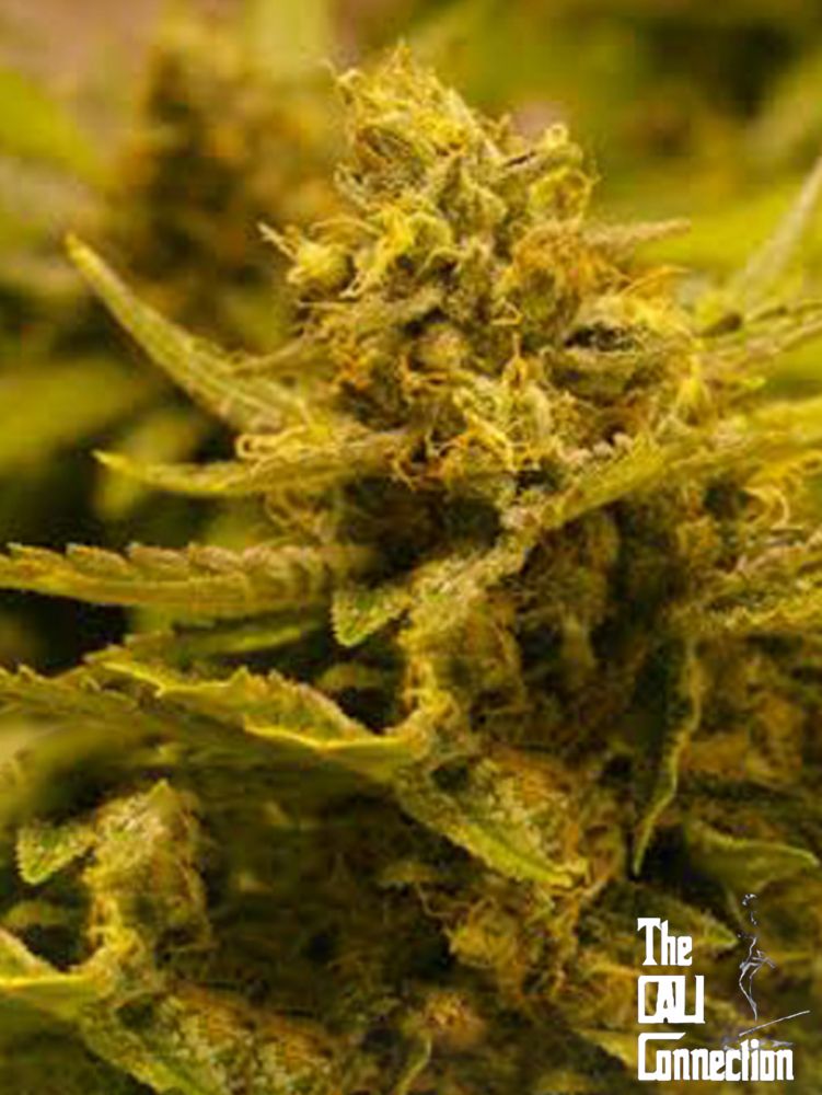 An image of CBD OG Fem