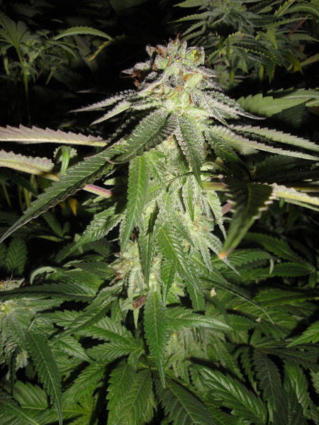 An image of Corleone Kush