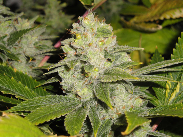 An image of DeadHead OG