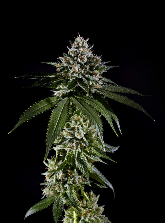 An image of Fire OG