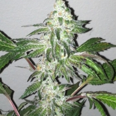 An image of Girl Scout Cookies