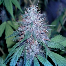 An image of Grape Kush