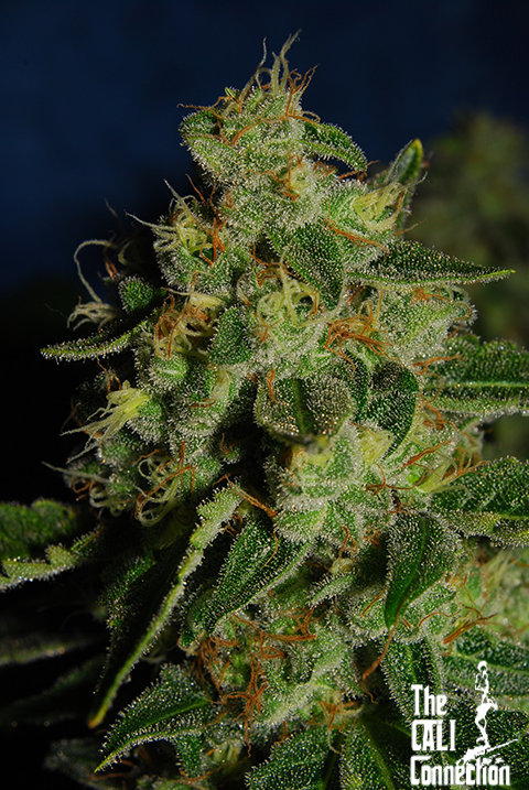 An image of Green Crack