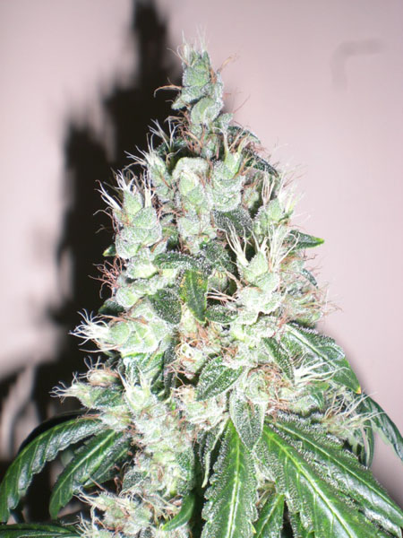 An image of Jamaican OG