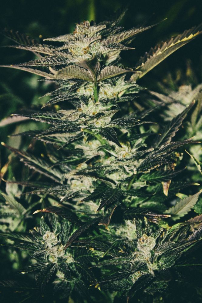 An image of Jupiter OG Kush
