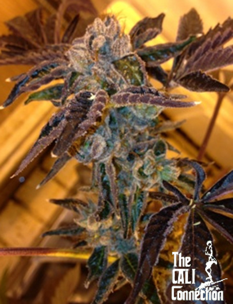 An image of LA Cookies