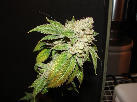 An image of Larry OG Kush