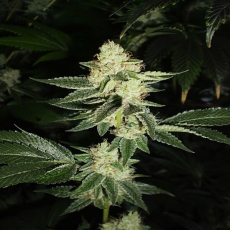 An image of Louis XIII OG