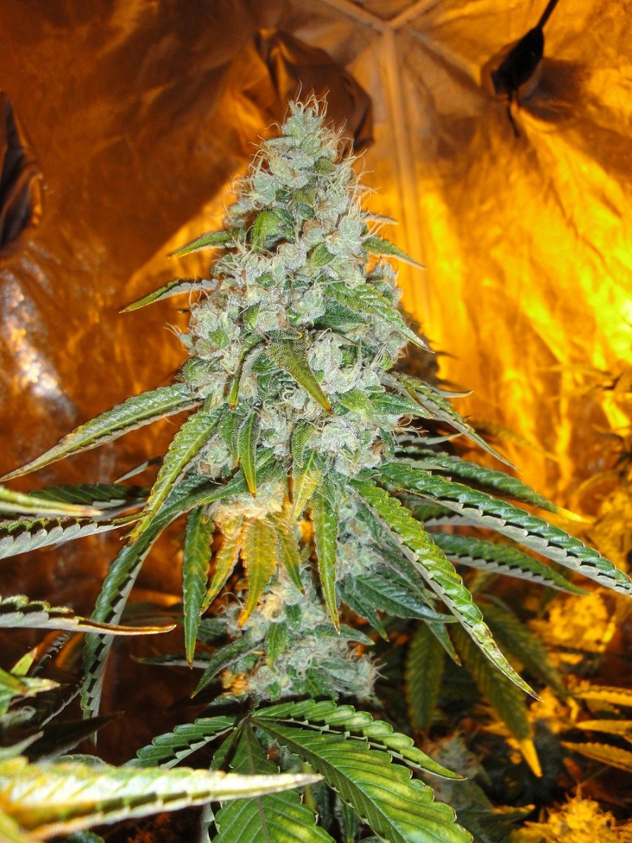 An image of Original Sour Diesel