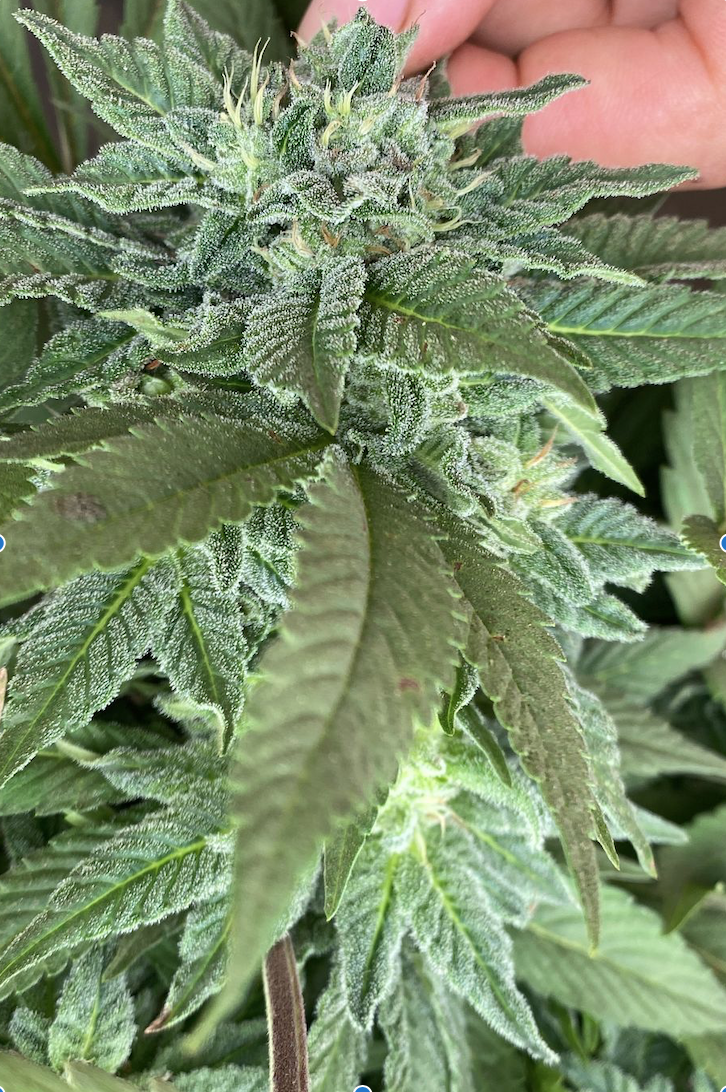 An image of Ozark Beauty Punch