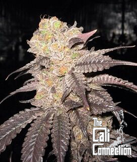 An image of Purple Diesel
