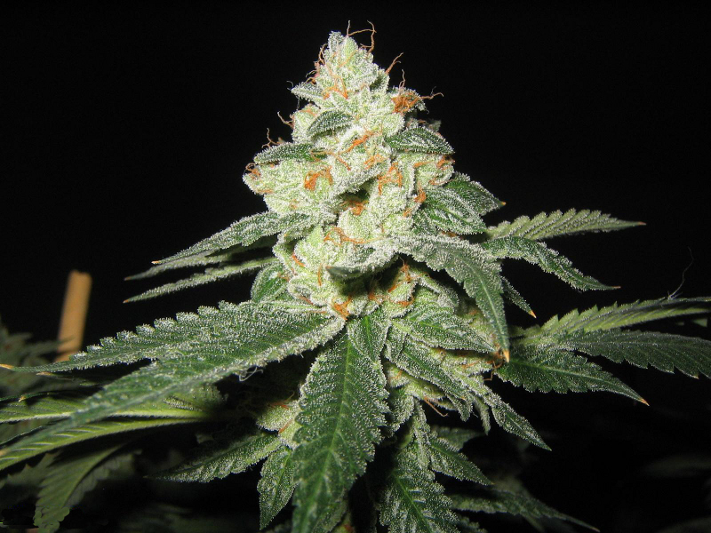 An image of Raskal's OG Kush