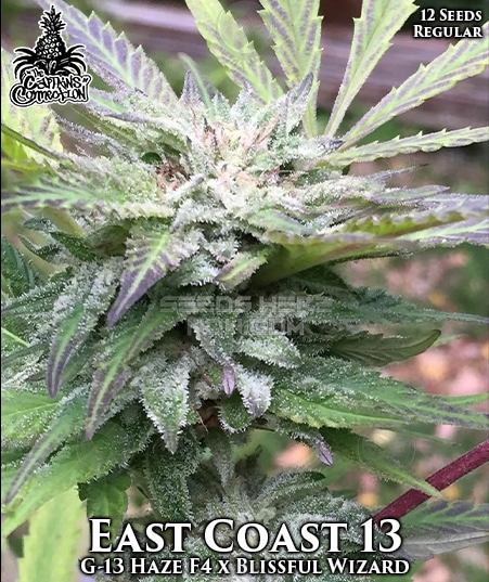 An image of East Coast 13