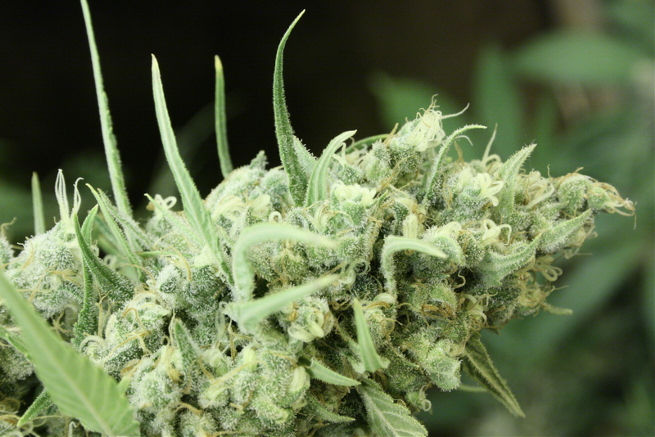 An image of Sour Smurf