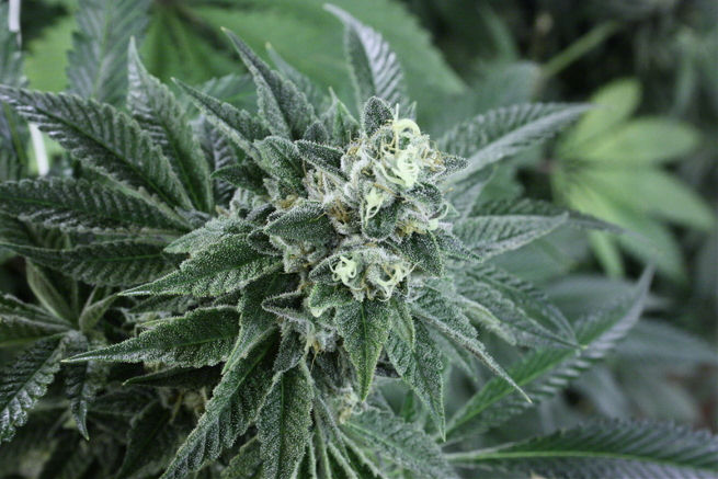 An image of Strawberry Sour Diesel