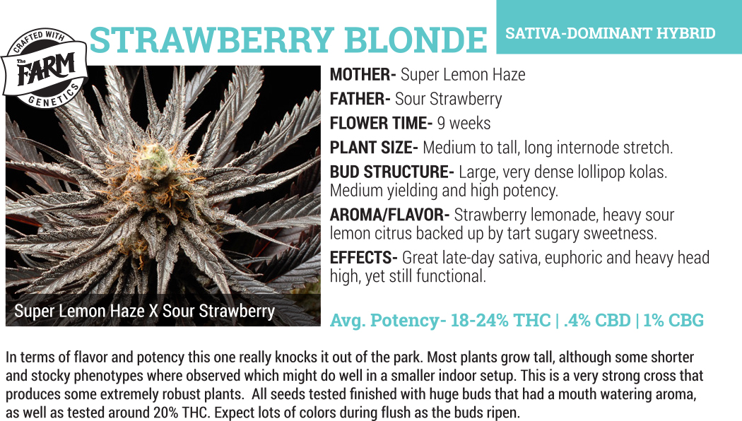 An image of Strawberry Blonde