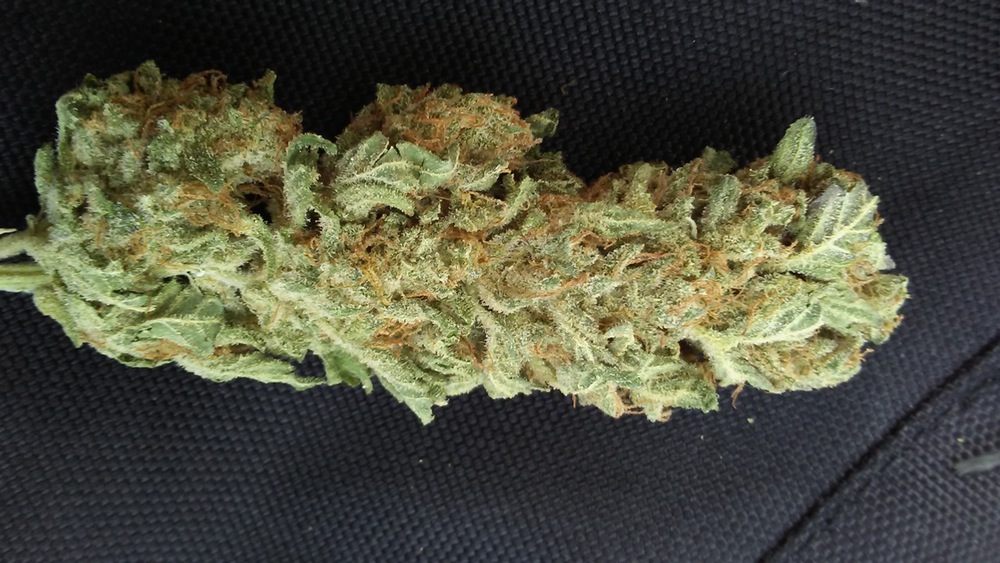 An image of 303 Alien