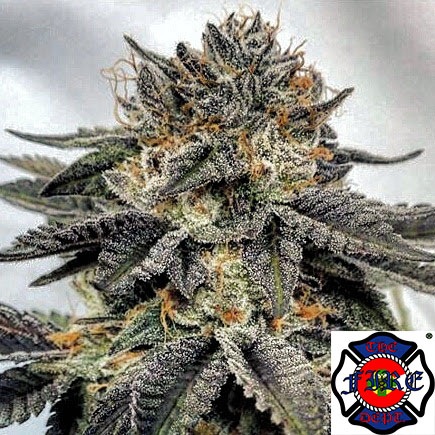 An image of Coconut OG