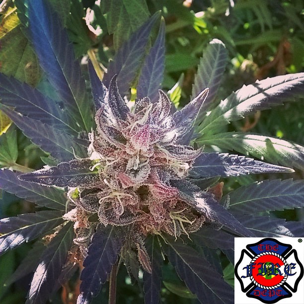 An image of Grime OG