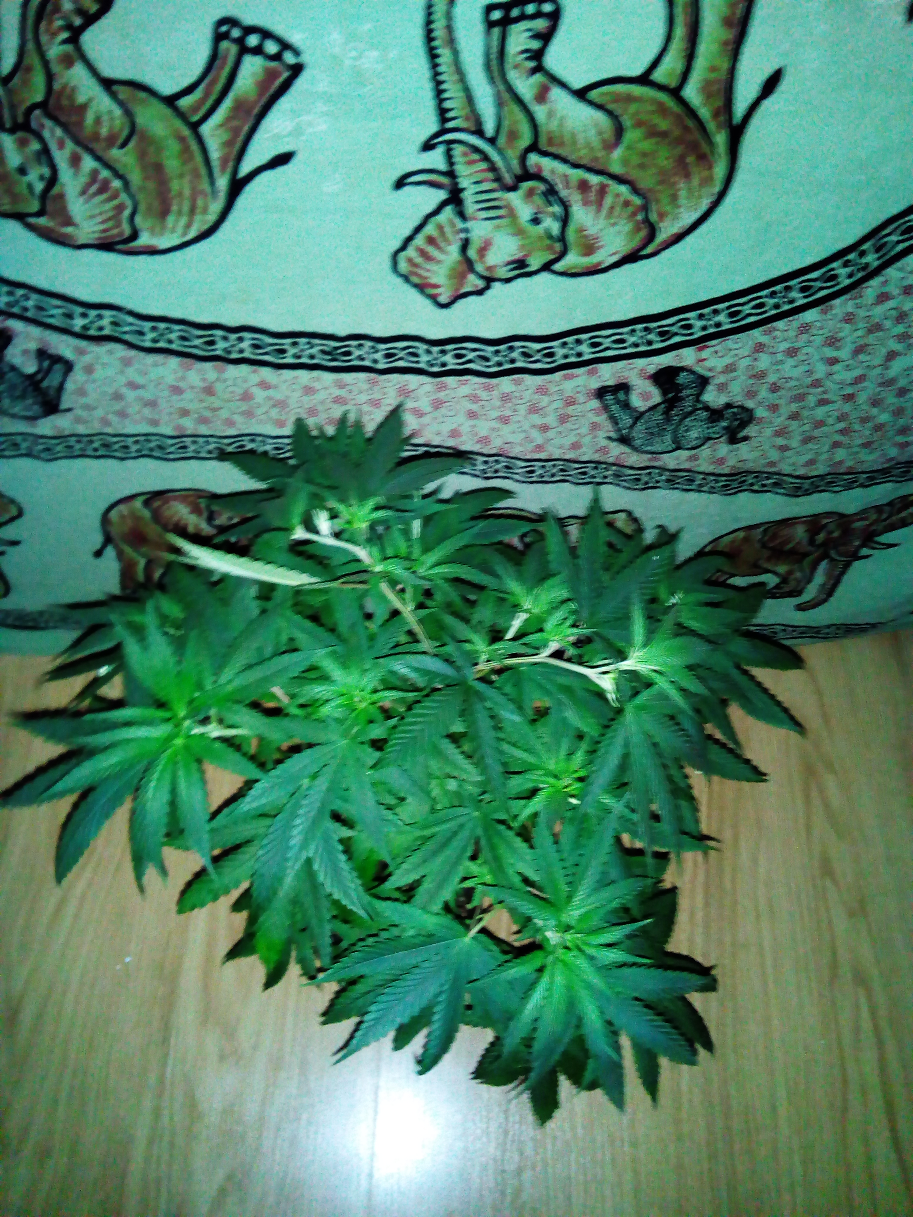 An image of Pestilents OG Kush