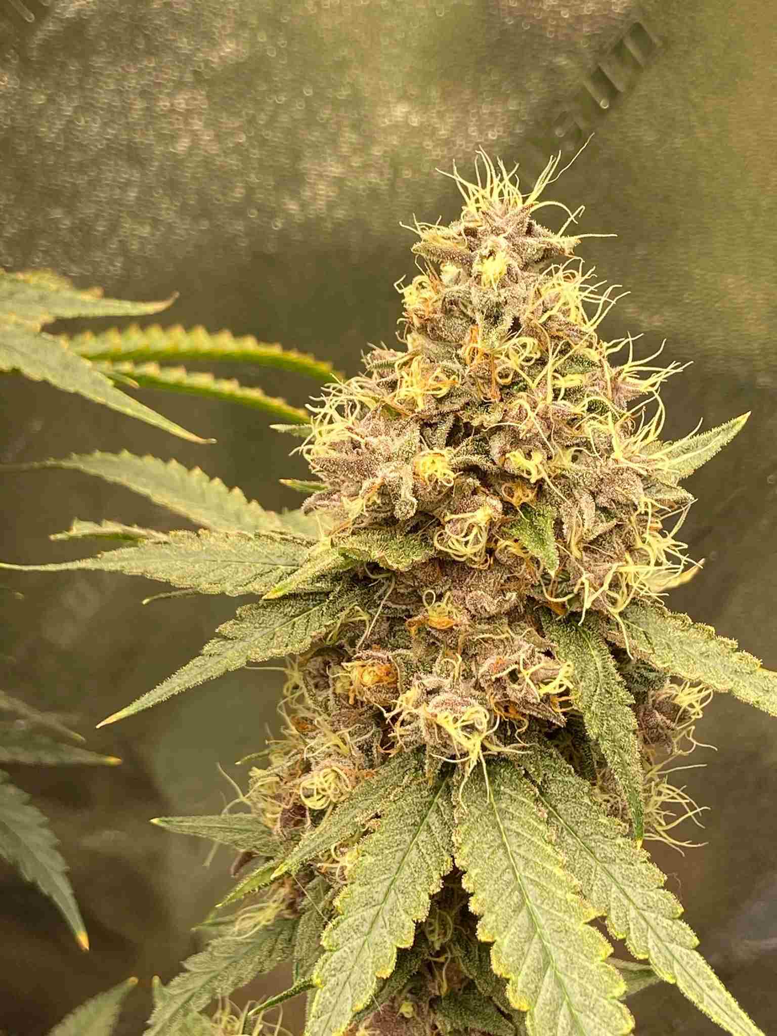 An image of Purple Abazaba