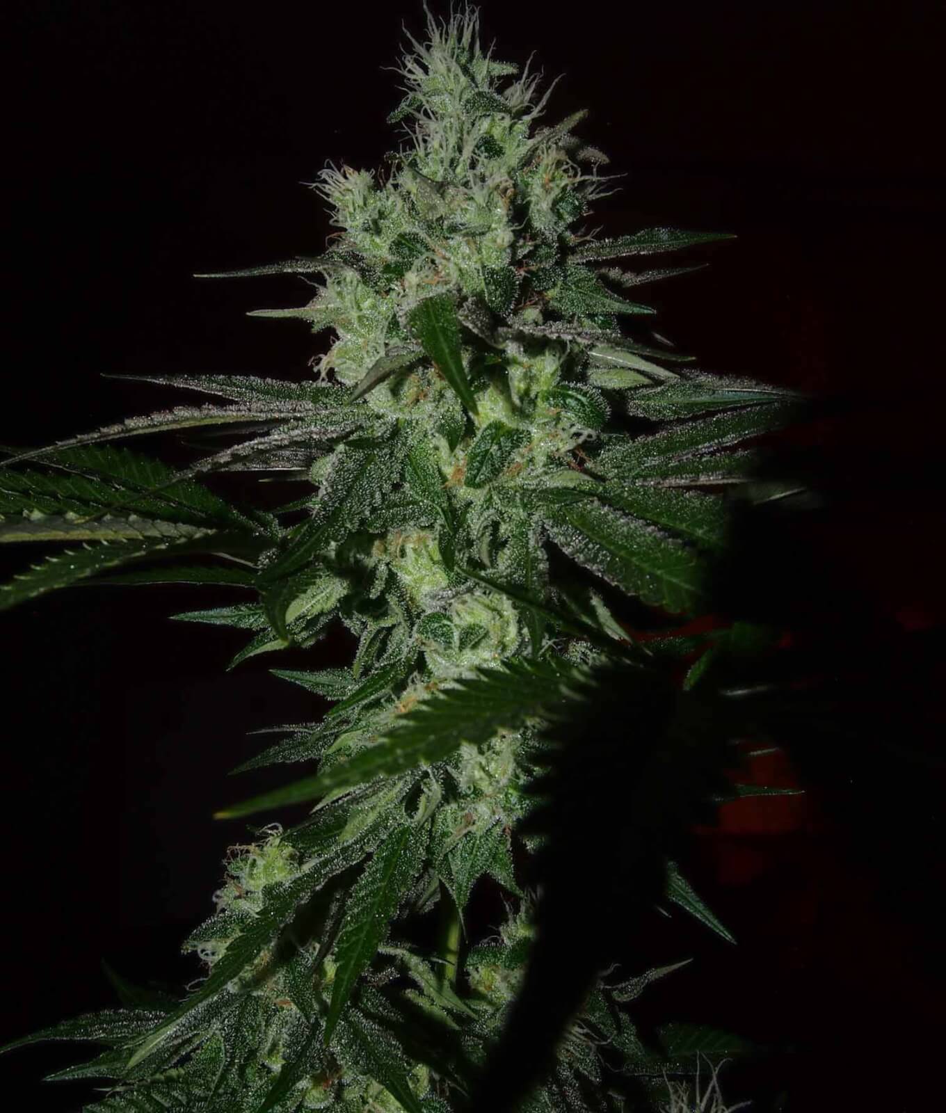 An image of Frosted Madness