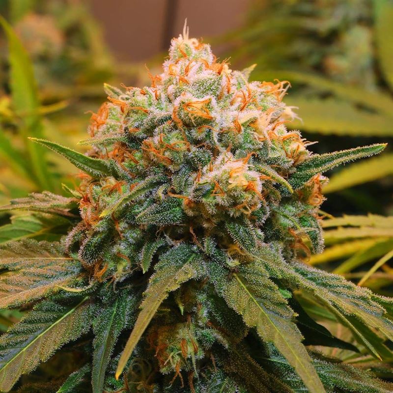 An image of Papaya Bx1