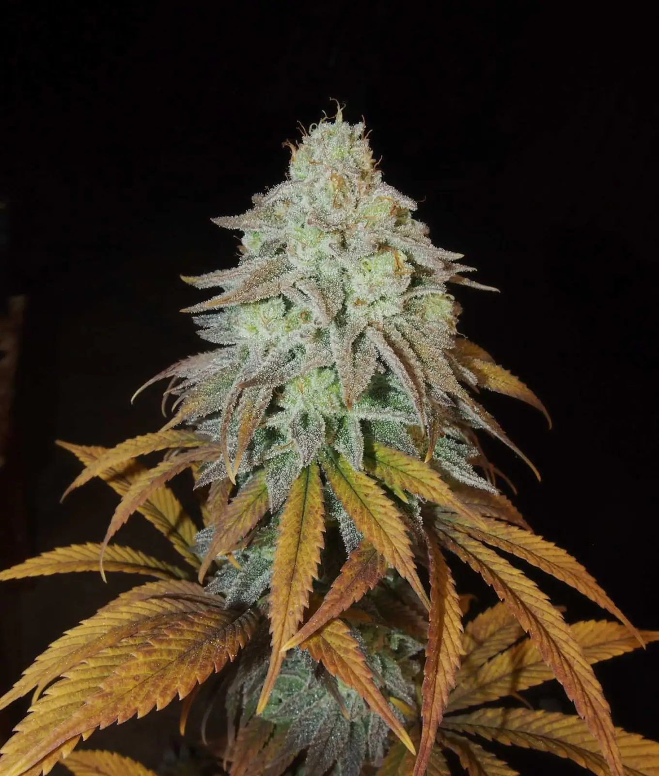 An image of RM Confidential
