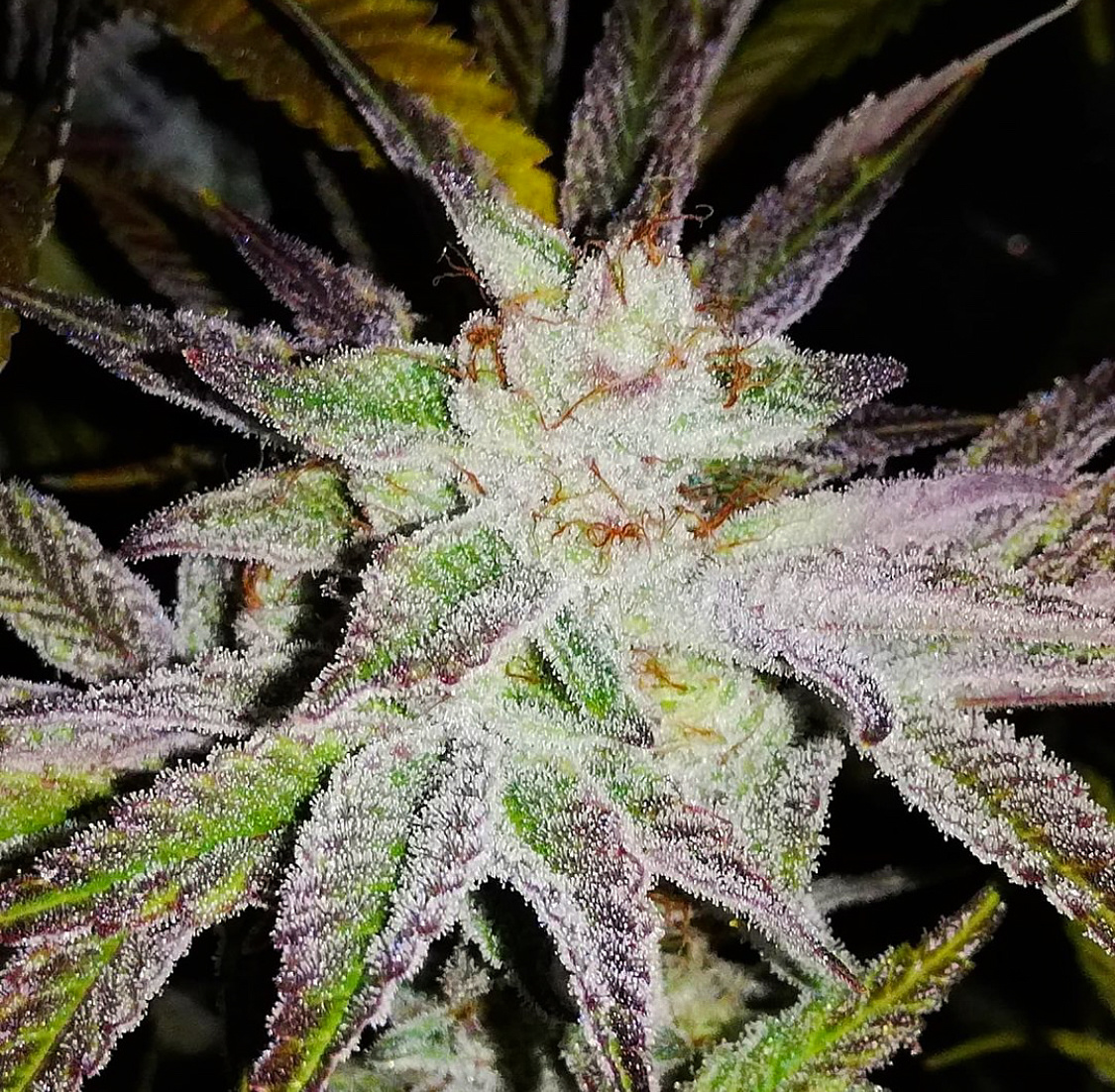 An image of Frosty Glue