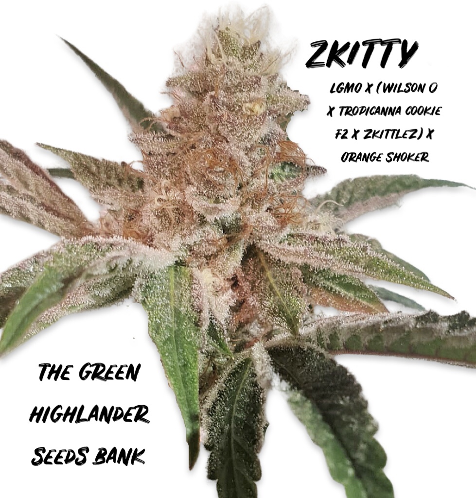 An image of Zkitty
