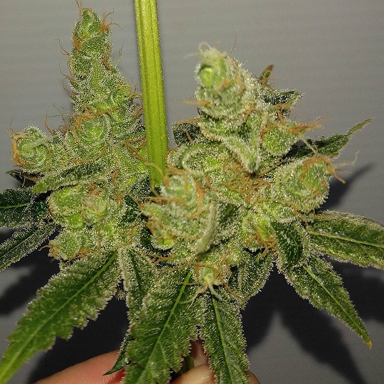 An image of Hesperidium Haze