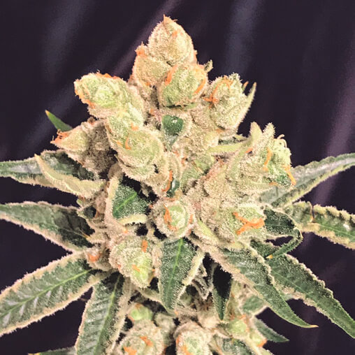 An image of Banana Sherbet