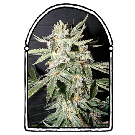 An image of Confidencial Medicine