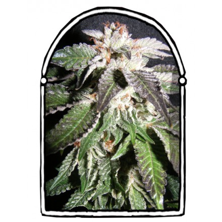 An image of Confidencial OG